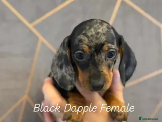 Miniature Dachshund dogs Ministure dachshund - Advert 12