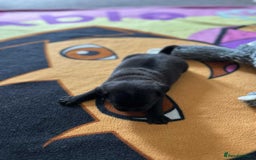 Pug dogs for sale: KCreg pug puppies for sale. - Image 25