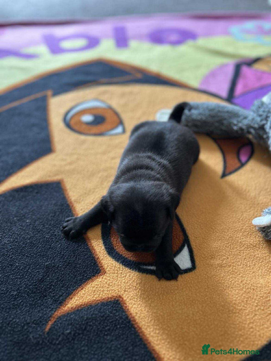 Pug dogs for sale: KCreg pug puppies for sale. - Image 25