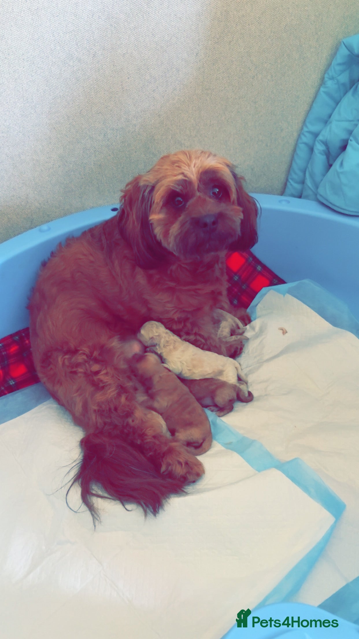 Cavapoo dogs Beautiful litter of f2 cavapoo puppies  in Rochdale - Advert 1