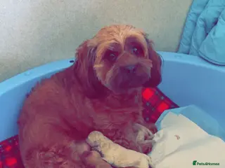 Cavapoo dogs Beautiful litter of f2 cavapoo puppies in Rochdale - Advert 11