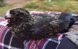 Pigeons birds for sale: Pigeons [Semi Hand-Raised] - Fancy & Racing Breeds - Image 7