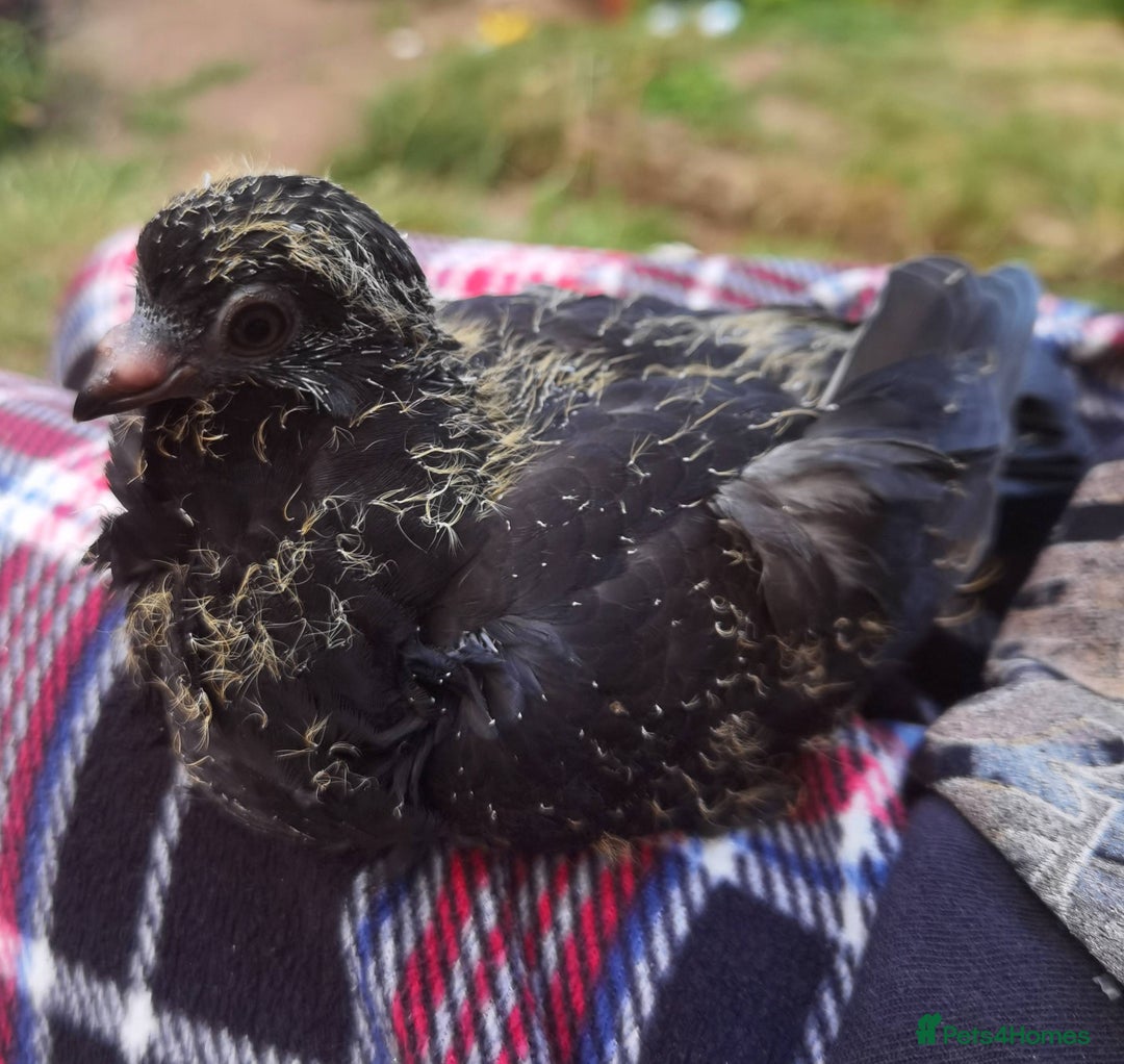 Pigeons birds for sale: Pigeons [Semi Hand-Raised] - Fancy & Racing Breeds - Image 7