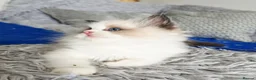Ragdoll cats for sale: 3 European babies. Champion lines. Tica registered - Advert 25