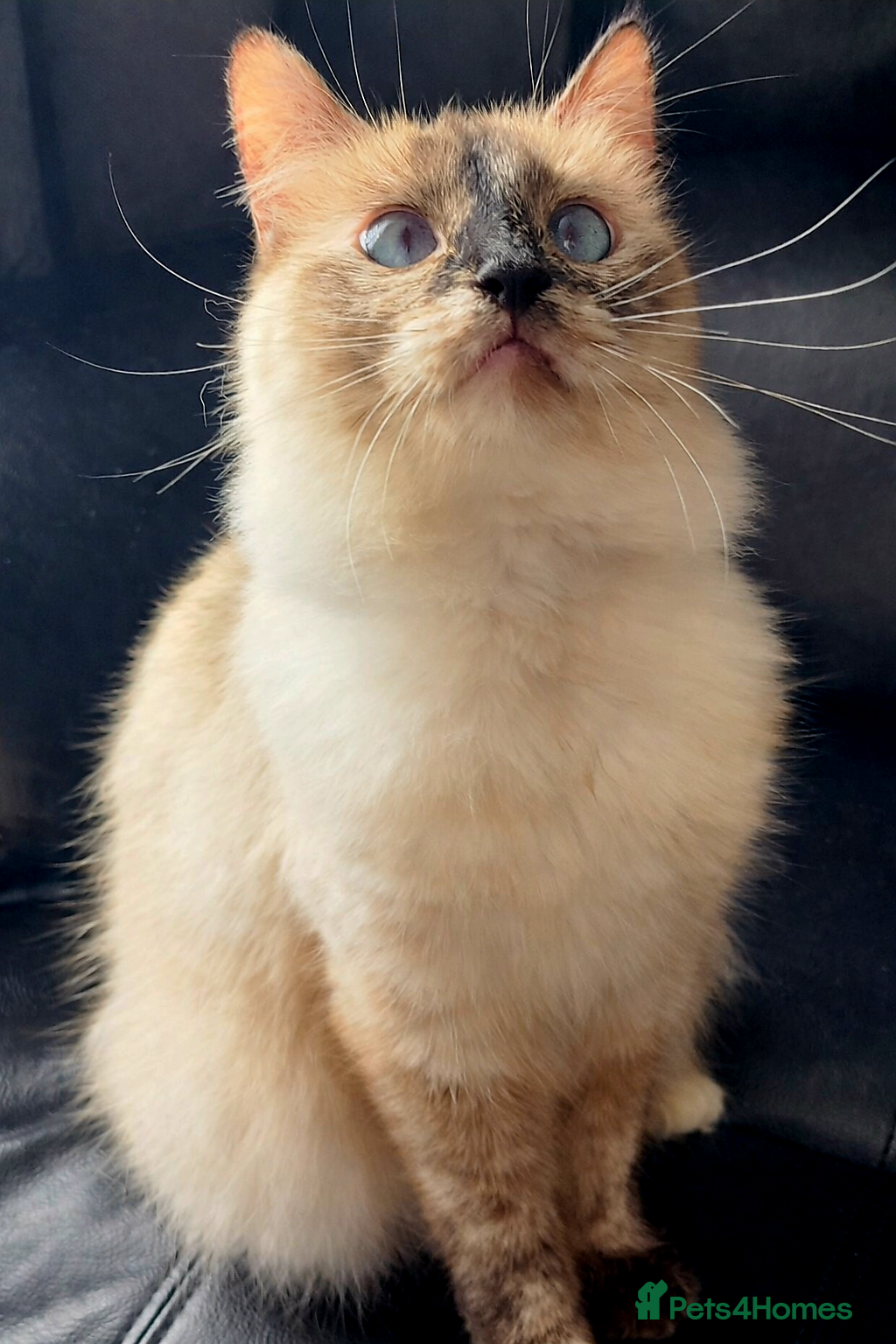 Ragdoll cats Female Tortie Ragdoll cat 🩷🐾 - Advert 4