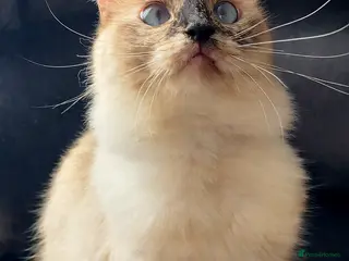 Ragdoll cats Female Tortie Ragdoll cat 🩷🐾 - Advert 4