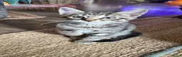Mixed Breed cats for sale: Beautiful 🐈‍⬛ kittens x - Advert 2