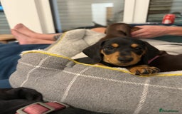 Miniature Dachshund dogs for sale: Miniature Dachshund Puppy  - Advert 2