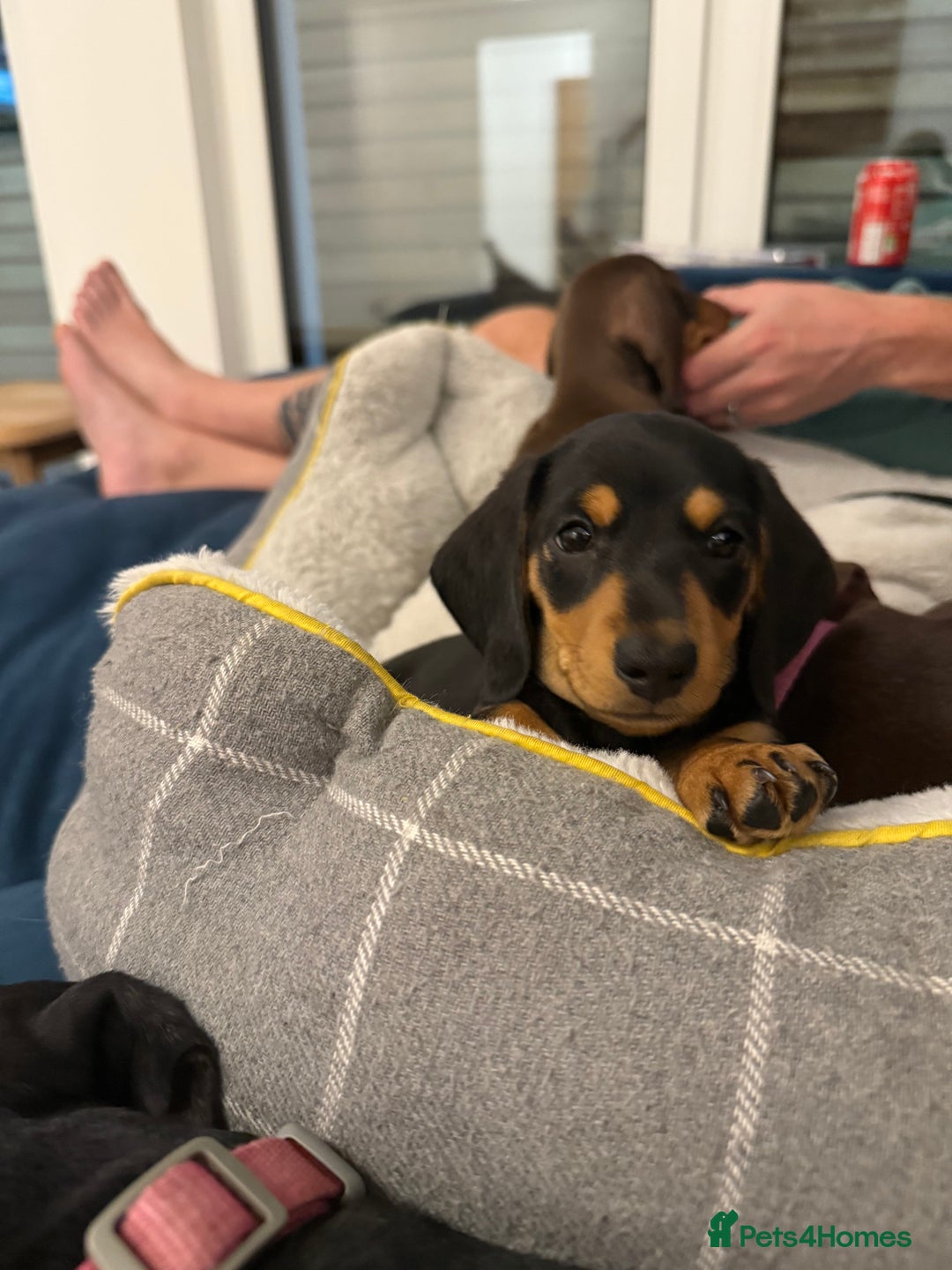 Miniature Dachshund dogs for sale: Miniature Dachshund Puppy  - Advert 2