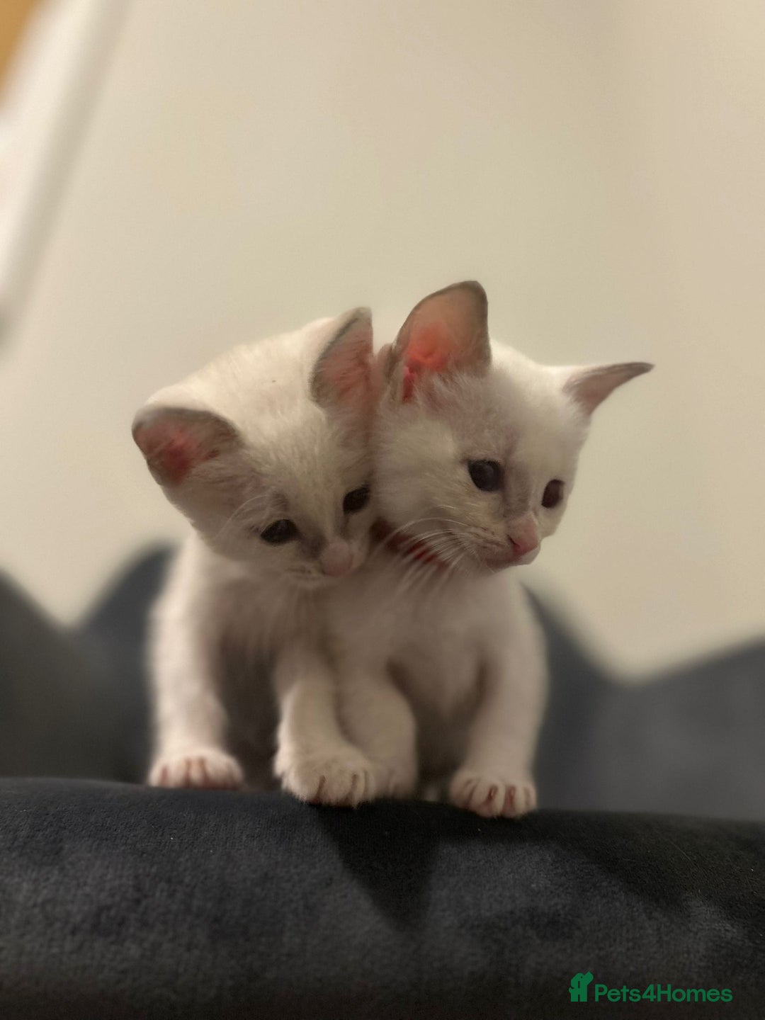 Ragamese cats for sale: Ragamese lilac kittens - Image 13