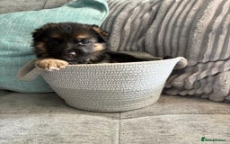 German Shepherd dogs for sale: Only 1 boy left Kc German Shepherd Puppies in Canvey Island - Image 26