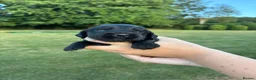 Cocker Spaniel dogs for sale: Outstanding KC reg working cocker spaniel pups in Alresford - Advert 4