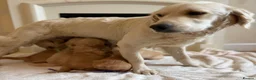 Golden Retriever dogs for sale: Golden retriever puppies  - Advert 10