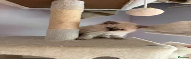 Selkirk Rex 3