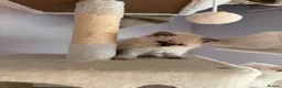 Selkirk Rex cats for sale: Selkirk rex kittens  - Advert 3