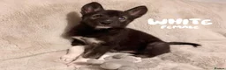 Shepsky dogs for sale: Outstanding Family-Raised Puppies - Advert 16