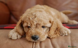 Cavapoo dogs for sale: Quality Health Tested F1 Cavapoo Puppies - Advert 3