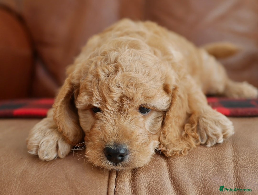 Cavapoo dogs for sale: Quality Health Tested F1 Cavapoo Puppies - Advert 3