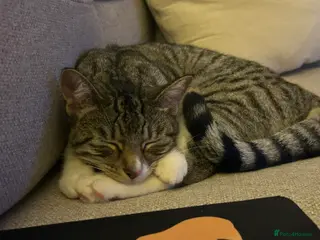 Domestic Shorthair cats Beautiful female cat ** . - Advert 9