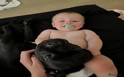 Frug dogs for sale: Female frug - Image 2