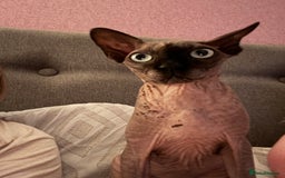 Sphynx cats for sale: Two Sphynx cats looking for forever home  - Image 6