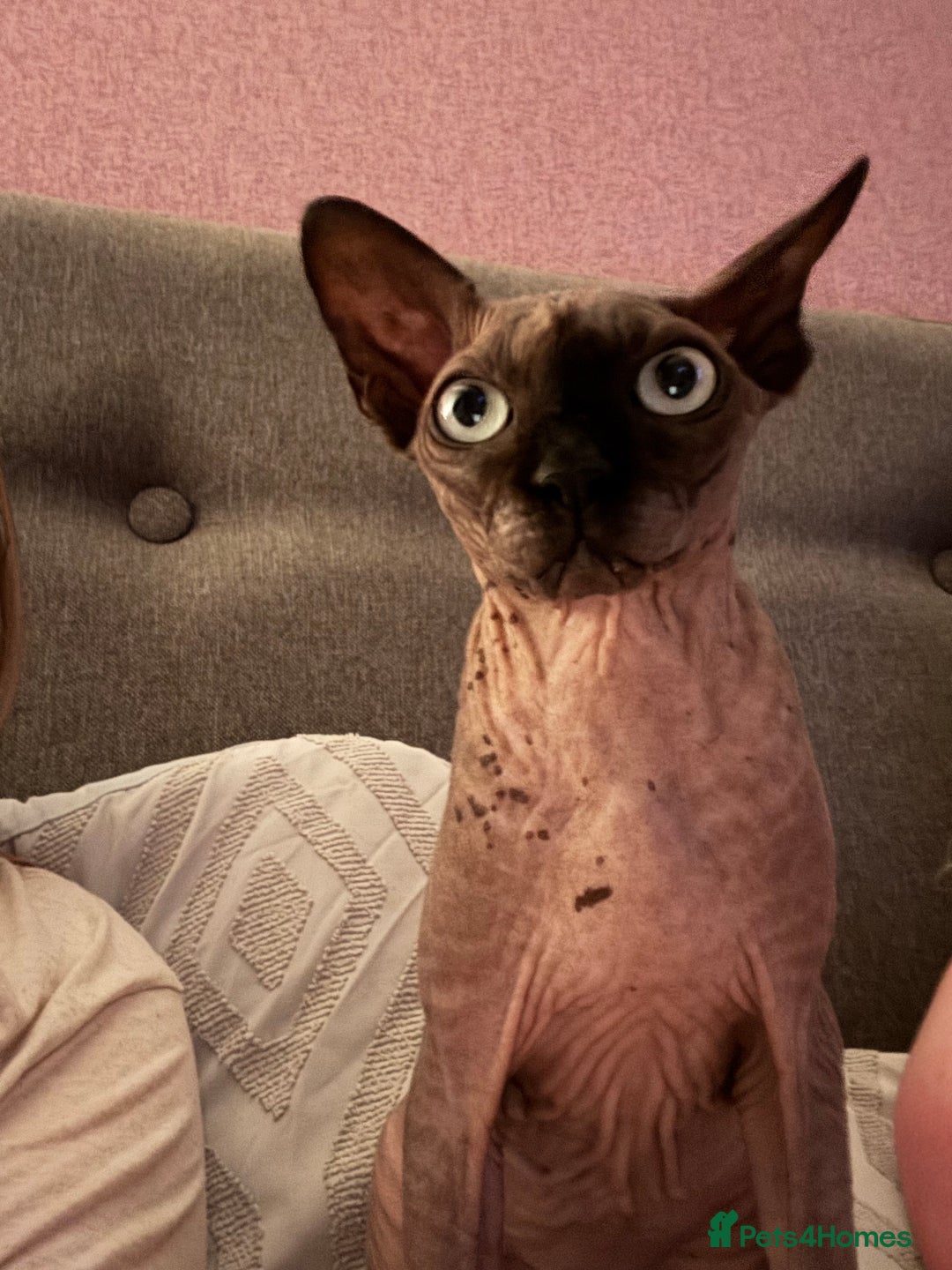 Sphynx cats for sale: Two Sphynx cats looking for forever home  - Image 6
