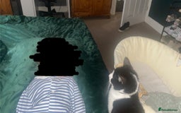 Mixed Breed cats for sale: Luna for rehoming - Image 4