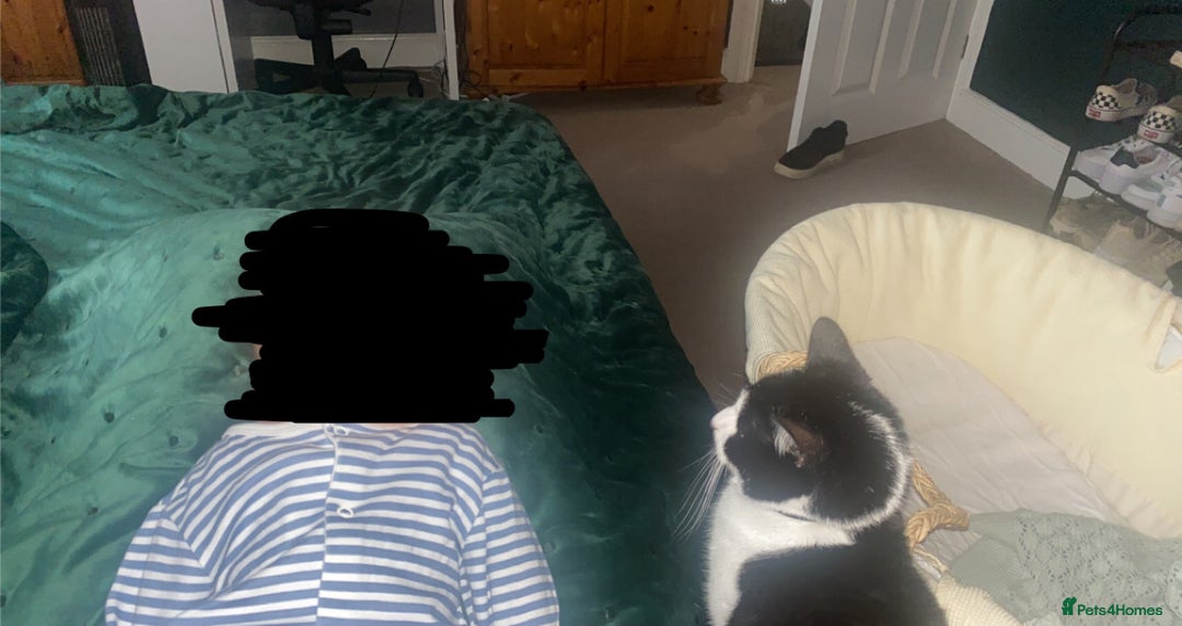 Mixed Breed cats for sale: Luna for rehoming - Image 4