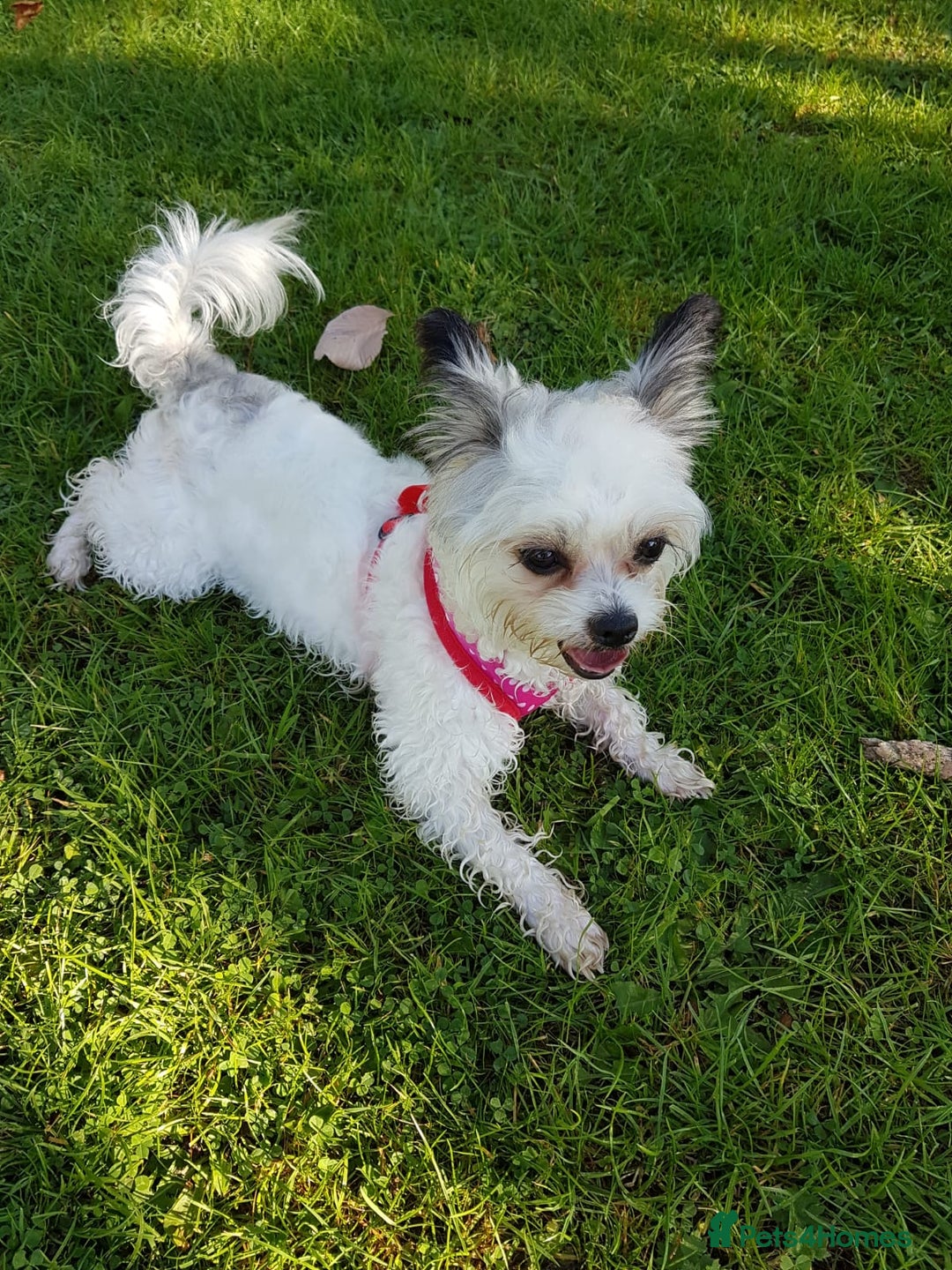 Yochon dogs for sale: Yorkshire Terrier mix with Bichon Maltese - Image 5