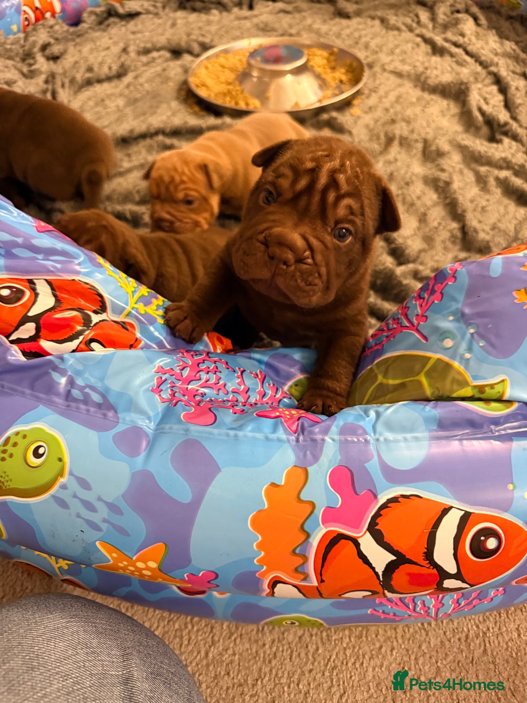 Mixed Breed dogs for sale: Bullpei Puppies 🐶 Purple One Left  - Advert 14