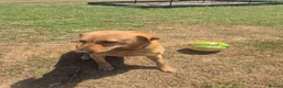 Labrador Retriever dogs for sale: Kc reg fox red labrador  - Advert 7