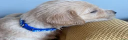 Mixed Breed dogs for sale: READY NOW  ❤️GOLDEN FLATTIES ❤️ ONLY 2 LEFT! ❤️  - Advert 20