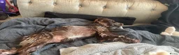 Cocker Spaniel dogs for sale: Beautiful girl seeking forever home  - Advert 5