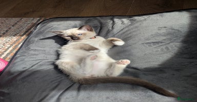 Ragdoll cats - Advert 16