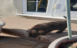 Mixed Breed dogs for sale: Border Terrier x miniature Poodle  - Image 27