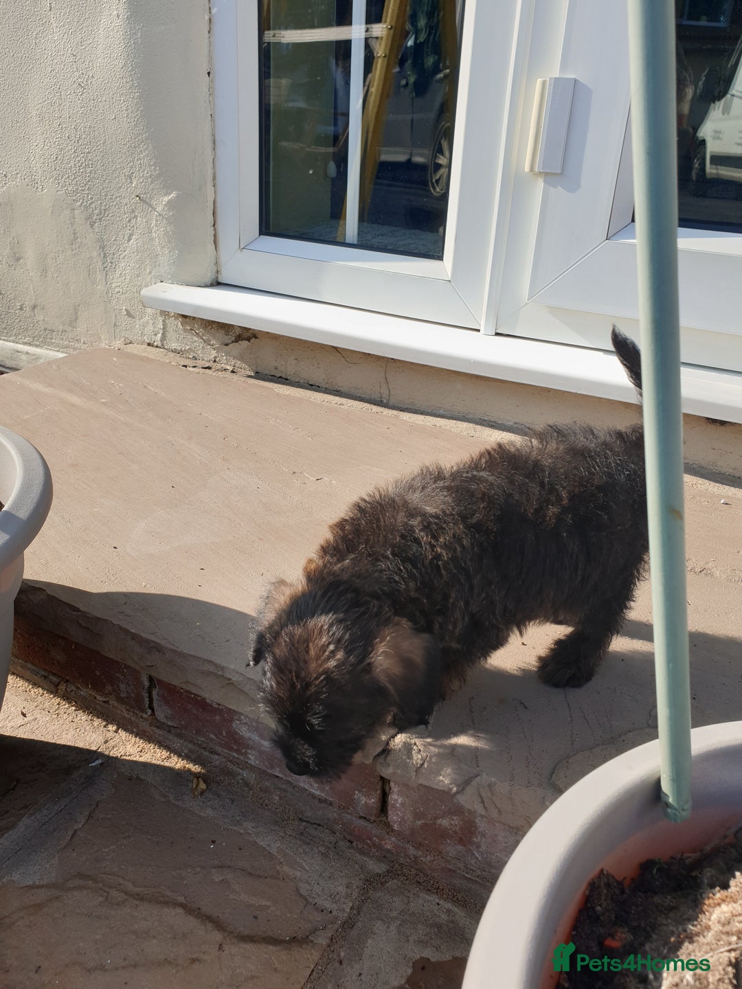 Mixed Breed dogs for sale: Border Terrier x miniature Poodle  - Image 27