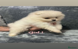 Pomeranian dogs for sale: Teddy bear optic white Pomeranians puppies - Advert 14