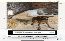 Italian Greyhound dogs for stud: Stud dog . Beautiful Italian greyhound  - Advert 8