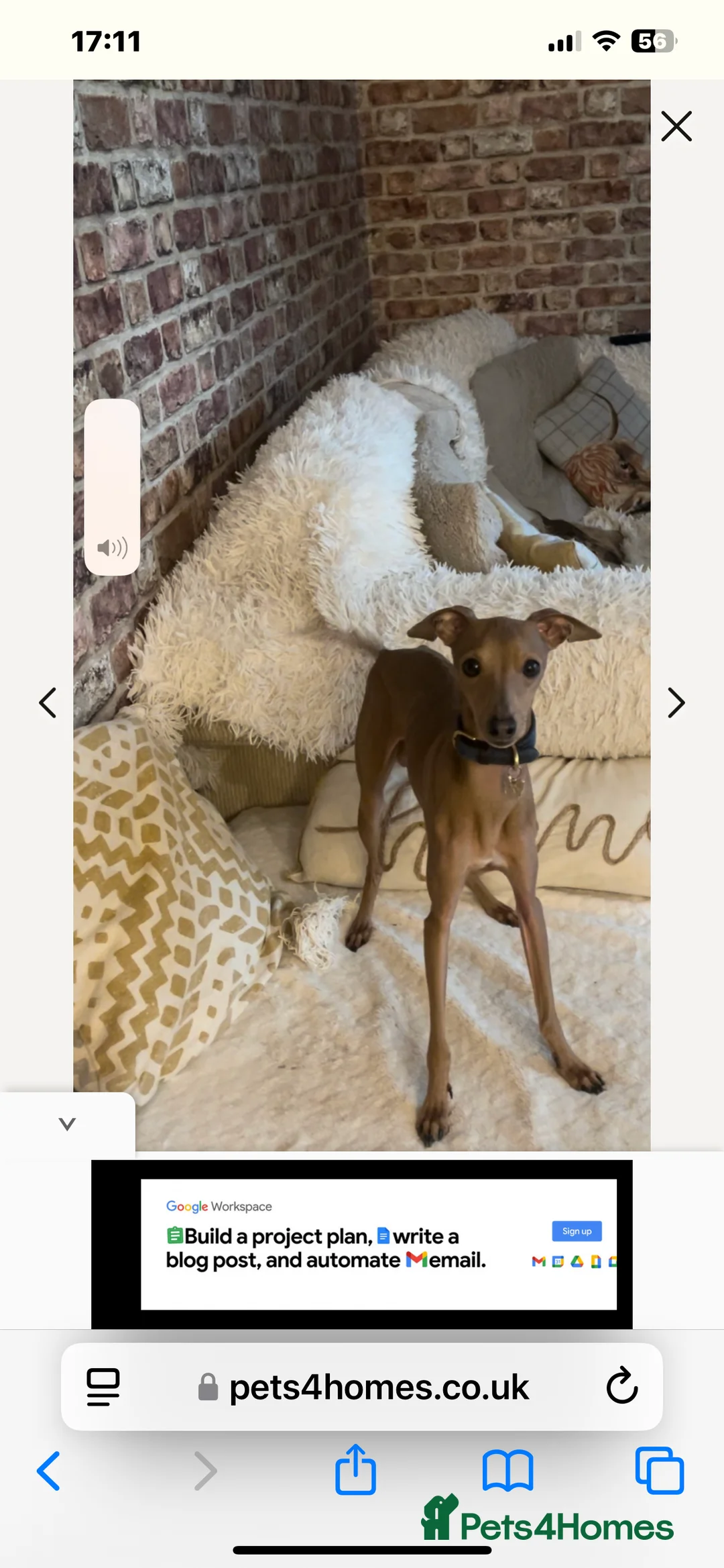 Italian Greyhound dogs for stud: PROVEN Stud dog . Beautiful Italian greyhound  - Advert 8