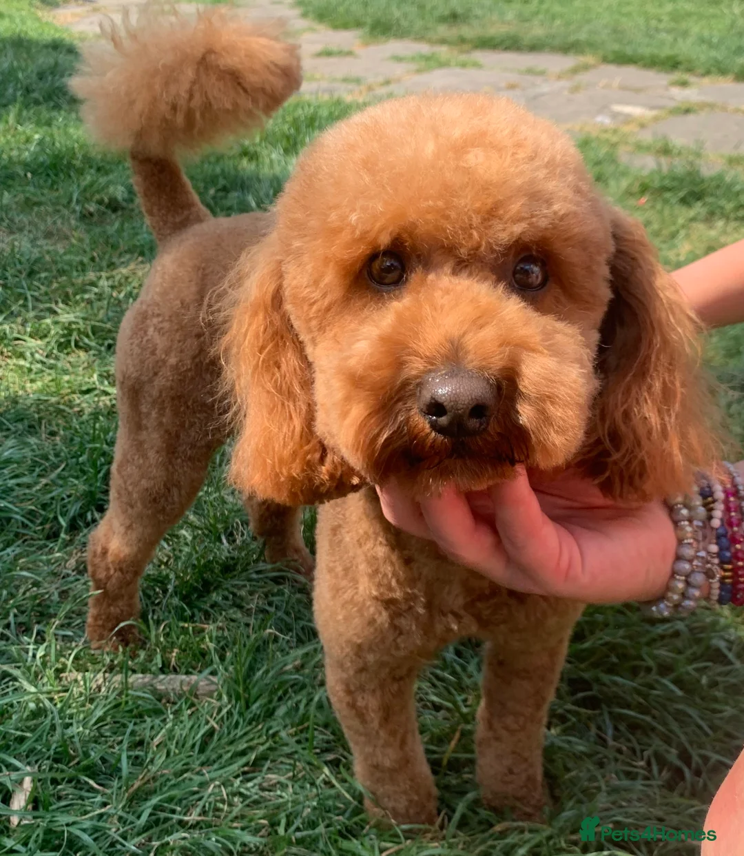 Miniature Poodle dogs for stud: KC FULLY HEALTH TESTED Mini Poodle STUD  in Bacup - Advert 3