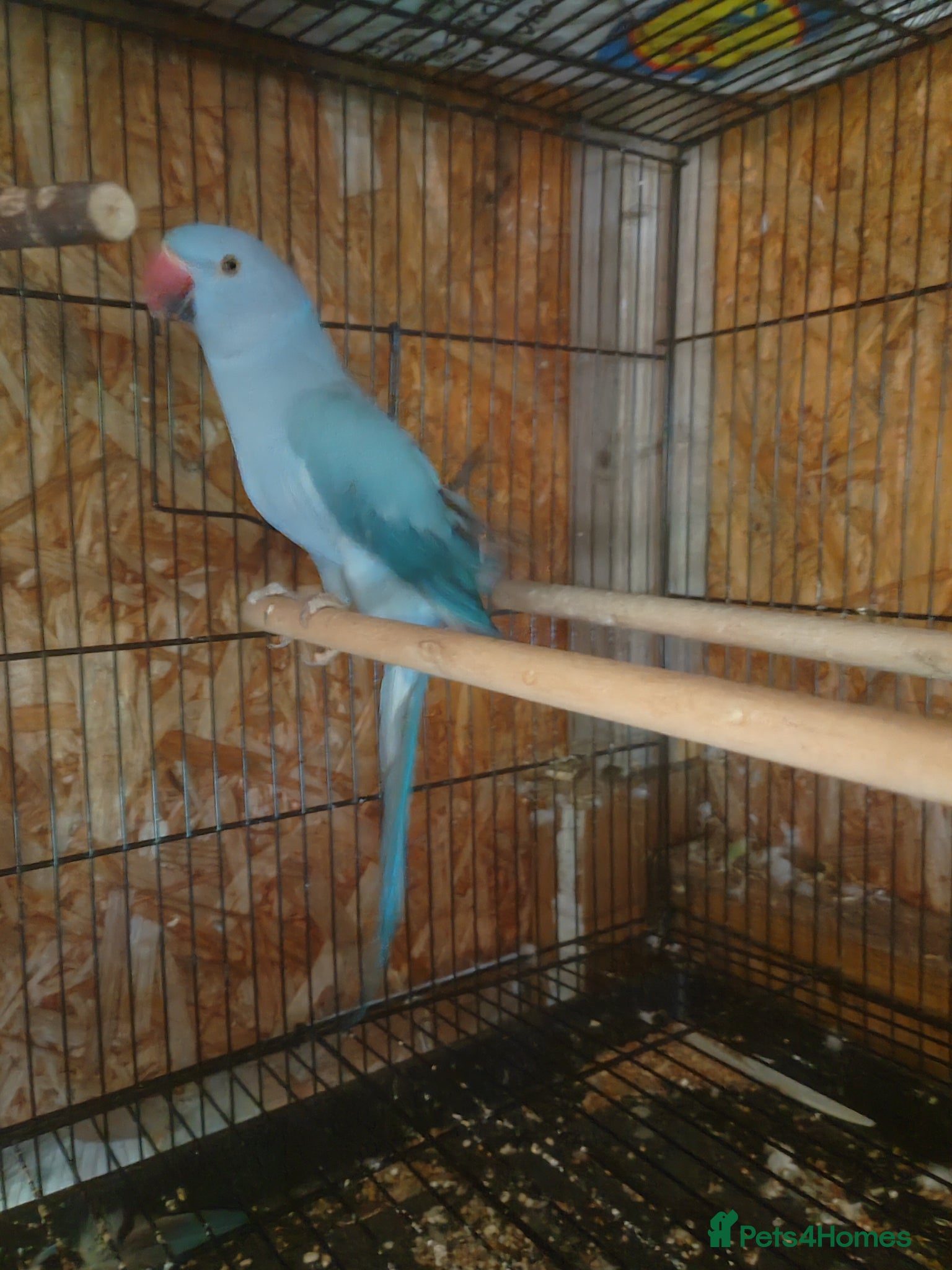 Conures birds Blue ring neck for sale - Advert 15