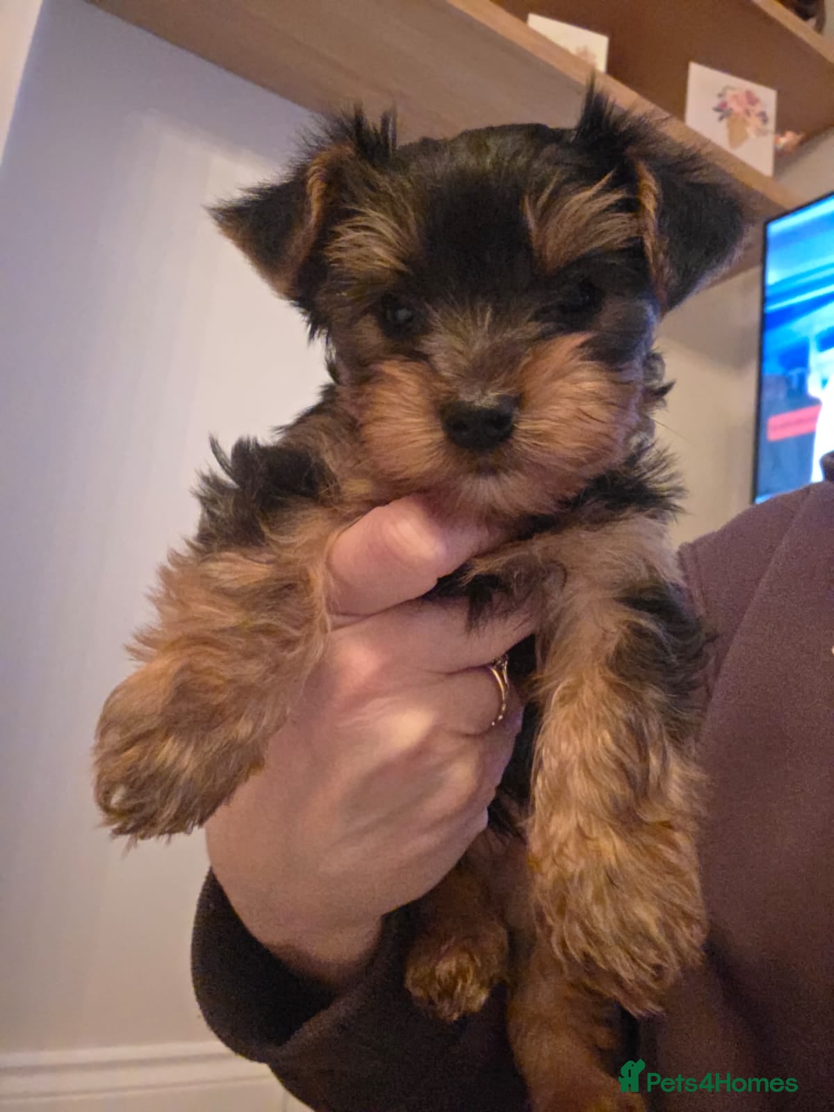Yorkshire Terrier dogs  Tiny Yorkshire Terrier puppies - Advert 3