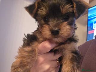 Yorkshire Terrier dogs Tiny Yorkshire Terrier puppies - Advert 3