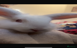 Lionhead rabbits for sale: Lionhead rabbit for sale. - Advert 2