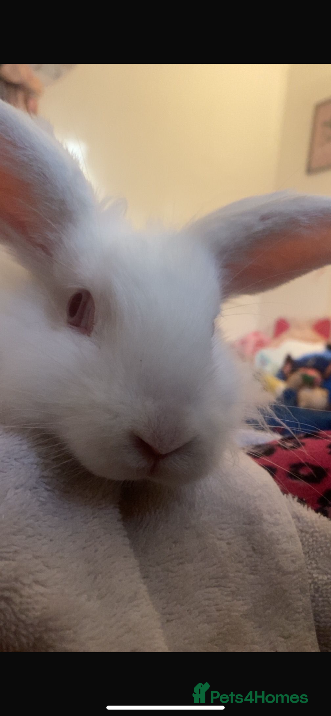 Lionhead rabbits for sale: Lionhead rabbit for sale. - Advert 2