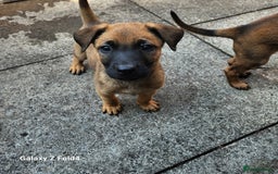 Belgian Shepherd Dog dogs for sale: Malinois x dutch herder  - Image 7
