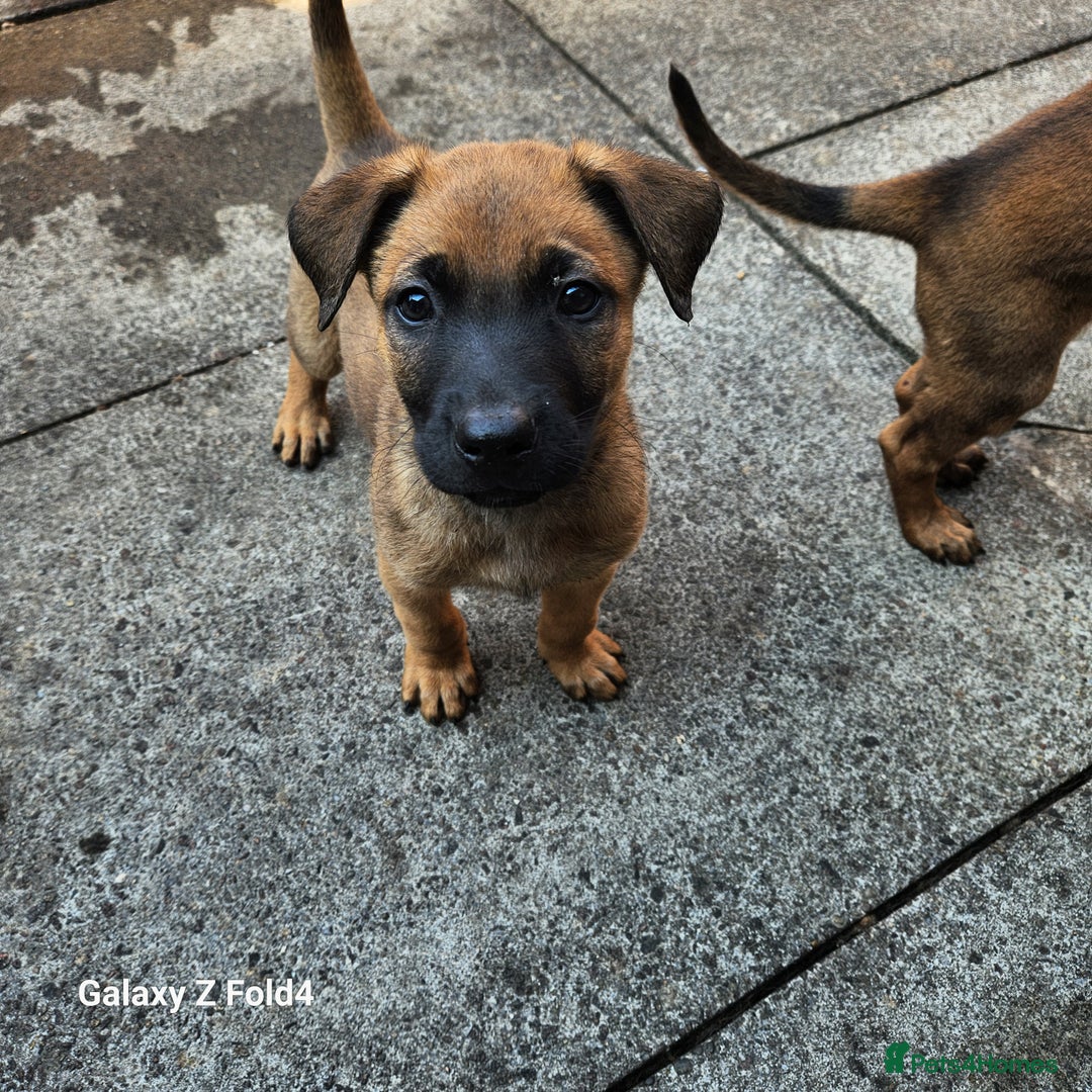 Belgian Shepherd Dog dogs for sale: Malinois x dutch herder  - Image 7