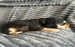 Cocker Spaniel dogs for sale: 🐾Cocker Spaniel Puppies-Ready in 5 Weeks🐾 - Image 17