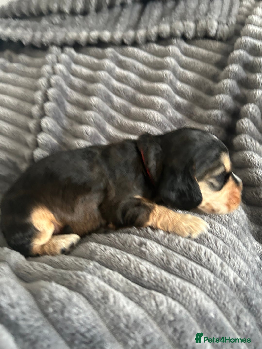 Cocker Spaniel dogs for sale: 🐾Cocker Spaniel Puppies-Ready in 5 Weeks🐾 - Image 17