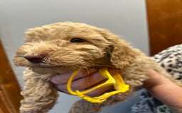 Miniature Poodle dogs for sale: Miniature poodles  - Image 12